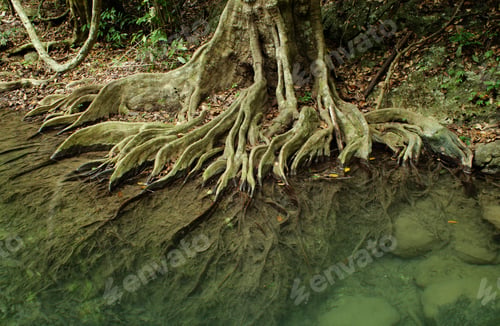 Preview: Root system of a tree in tropical forest