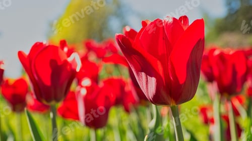 Preview: Tulips, petal, lovely, wallpaper, background