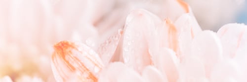 Preview: Delicate chrysanthemum flower with white and orange petals. The picture was taken with a macro lens