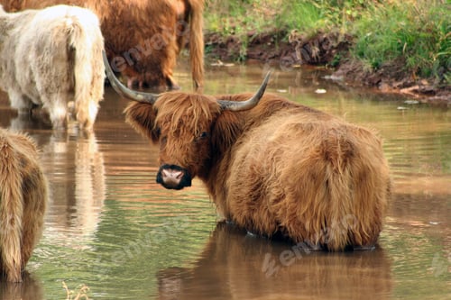 Preview: Highland cow
