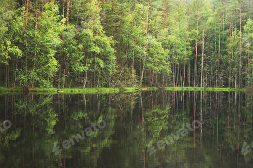 Preview: forest around the lake. reflection of trees in water. blue lakes on Naroch