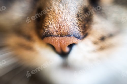 Vorschau: Katzennase schließen. Katzenkopf mit einer Nase close-up