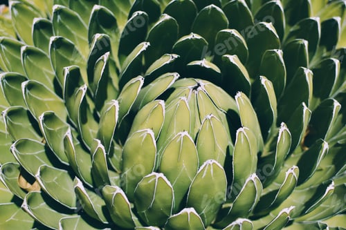 Preview: Agave victoriae-reginae