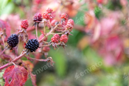 Vista previa: Blackberry fruits ripen on branch
