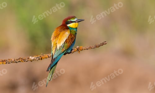 Preview: European bee-eater. A bird sits on a dry branch. The bird is beautifully lit by the morning sun