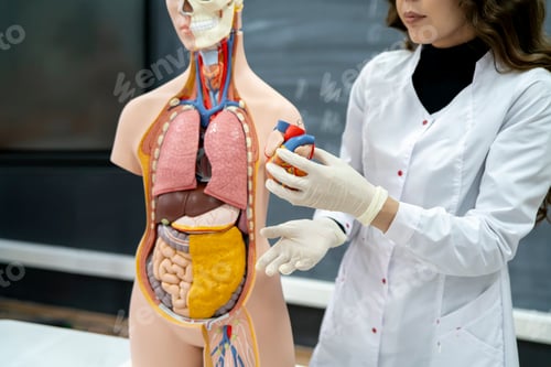 Preview: the anatomy and biology teacher showing human organs on a human model
