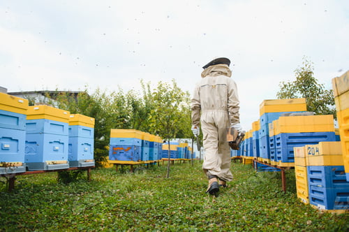 Preview: Beekeeper is working with bees and beehives on apiary. Bees on honeycomb.