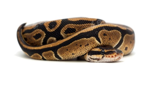 Preview: Snake Ball python isolated on white background