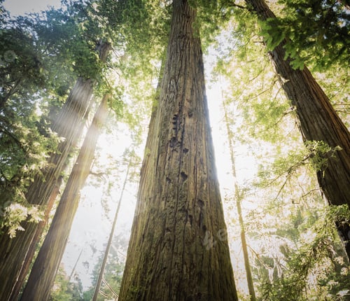 Preview: Sun bursting through the redwood trees. Giant trees and sunlight fill the scene.