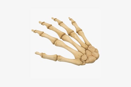 Preview: Interlocked hand bones a visual study