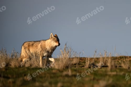 Preview: Eurasian wolf or Canis lupus lupus walks in steppe