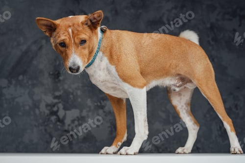 Preview: Friendly basenji breed doggy standing on white table