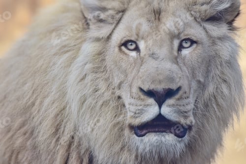 Preview: Lion king