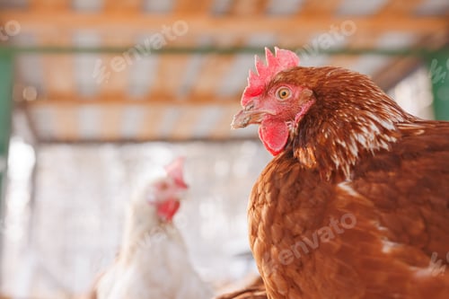 Preview: chicken close-up of an eco-poultry farm in winter, free-range chicken farm