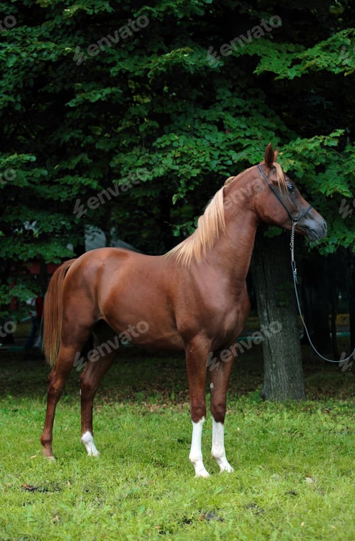 Preview: arabian, horse, mare, stallion, riding