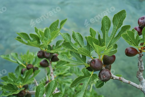 Preview: Branches of a fig tree with ripening figs, selective focus
