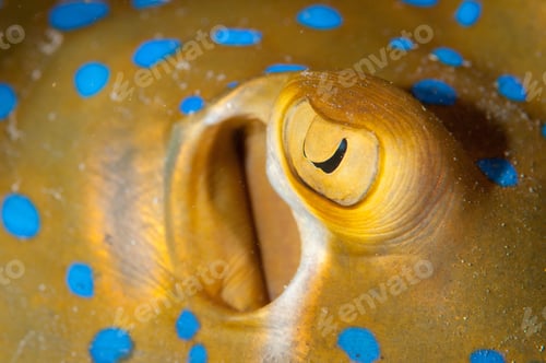 Preview: Amazing macro shot of a yellow Stingray with blue spots