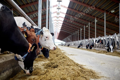 Preview: herd of cows eating hay in cowshed on dairy farm