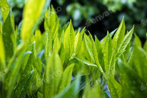 Preview: Green foliage in raindrops after rain in the rays of the sun, on a blurred background.