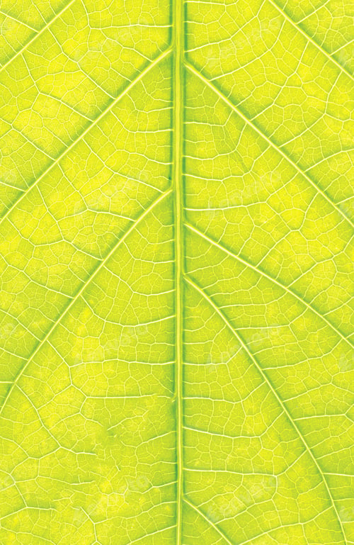 Preview: Grean leaf macro