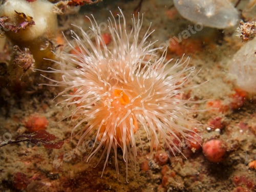 Preview: A beautiful orange sea anemone