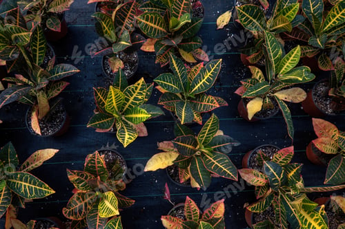 Preview: Codiaeum variegatum, Croton, plant with colorful ornamental foliage