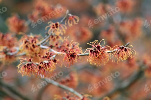 Preview: hybrid witch hazel