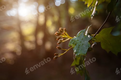 Preview: The magic of the summer forest at sunset.