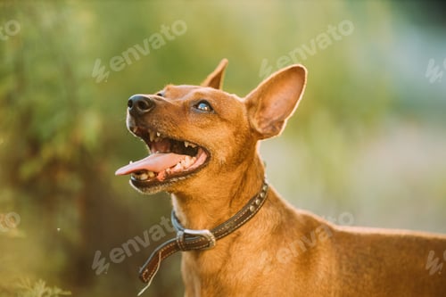 Preview: Brown Min Pin, miniature, pincher, Pinscher, Zwergpinscher Posing Outdoor In Sunny Summer Evening