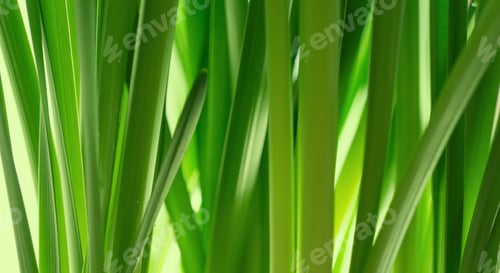 Preview: Green grass wallpaper.. Close up light plants pattern. Selective focus copy space background.