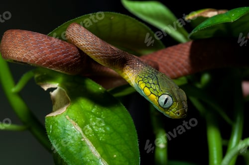 Preview: Green Cat Snake isolated on black background