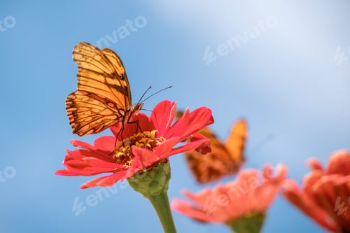 Preview: A butterfly pollinating
