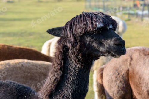 Preview: Black alpaca on the farm