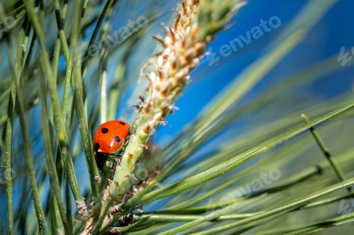 Preview: Small cute little ladybug on a maritime pine branch under the sunlight