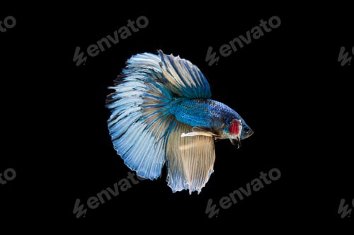 Preview: Beautiful colorful of siamese betta fish