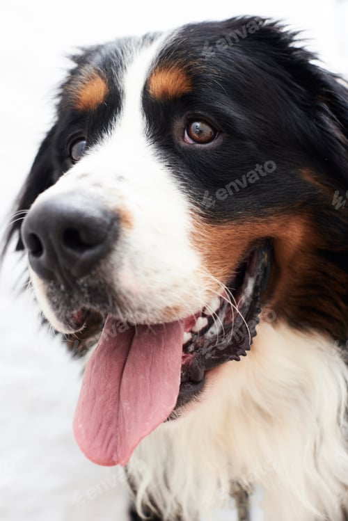 Preview: Portrait of a bernese mountain dog