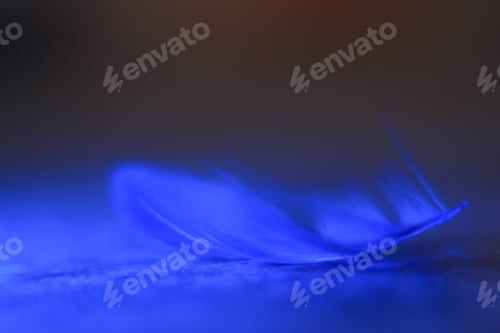 Preview: Beautiful blue macro feather