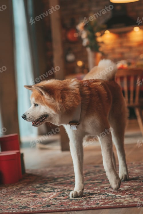 Preview: Candid authentic happy family during wintertime together enjoying holidays with dog at Xmas