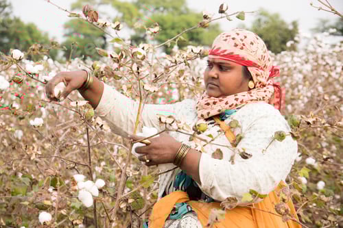 Preview: Woman harvesting cotton in a cotton field, India