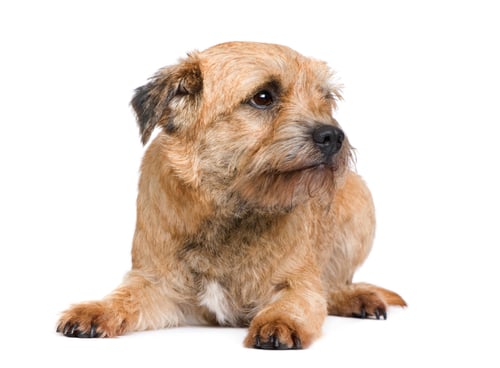 Preview: Border terrier
