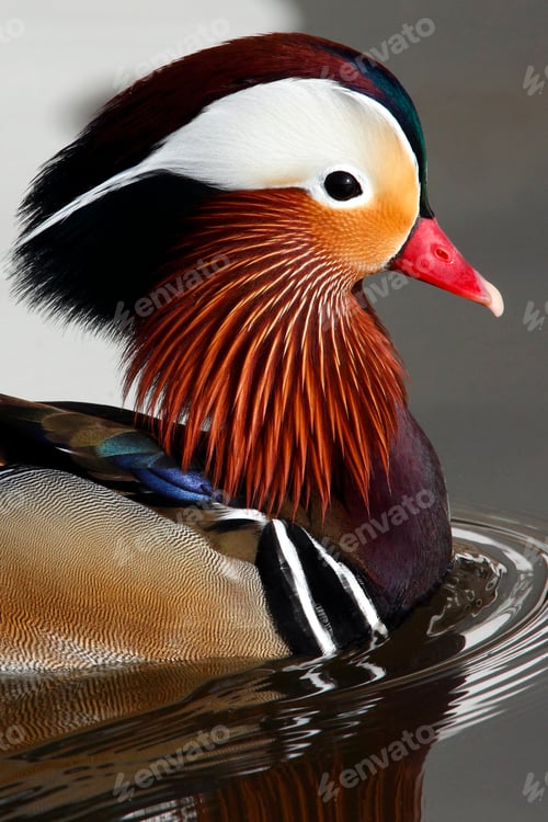 Preview: Mandarin Duck - Photographed on a temple pond in Kyoto, Japan