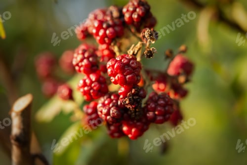 Preview: Blackberry bush close-up on a blurry background.