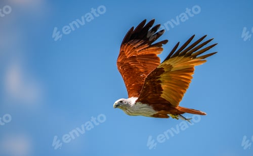 Preview: Brahminy Kite flies across the sky with striking rust-colored wings, clutching a fish
