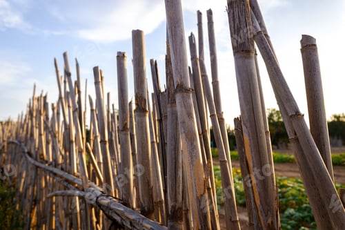 Preview: Vertical reeds background making a rural go, with blue sky background.