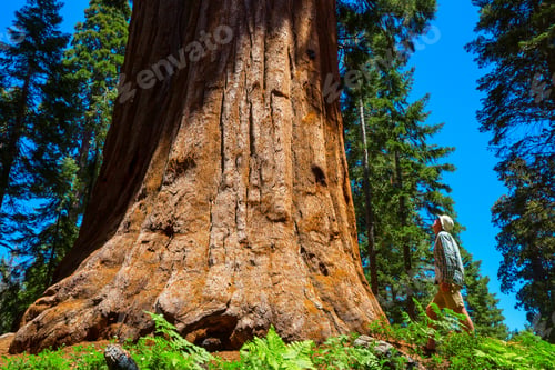 Preview: Sequoia