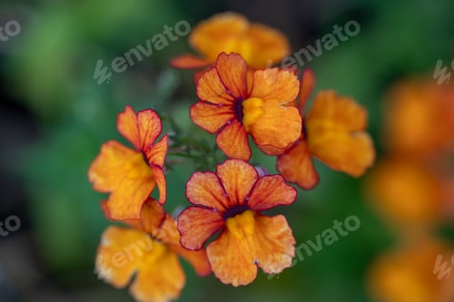 Preview: Flowers