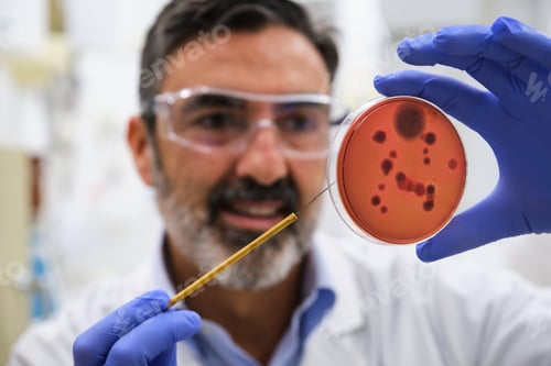 Preview: Scientist examining a petri dish with salmonella in microbiology laboratory.