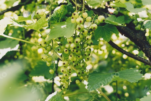 Preview: Unripe currant berries
