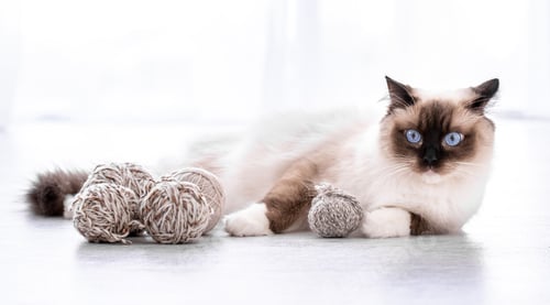 Preview: Ragdoll cat portrait