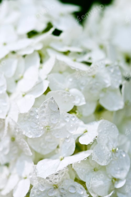 Preview: White hydrangea with water drops.